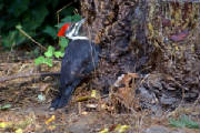 HUGHWOODPECKER.jpg