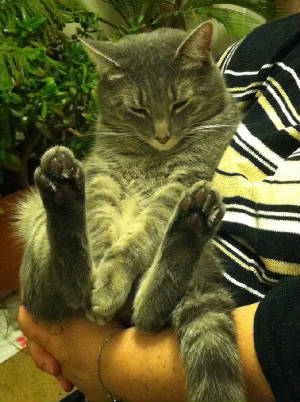 ANIMALS/EvsCat.JPG