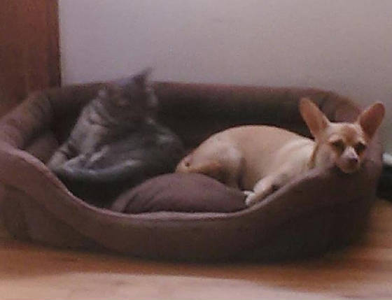 ANIMALS/MollyandKeke.jpg