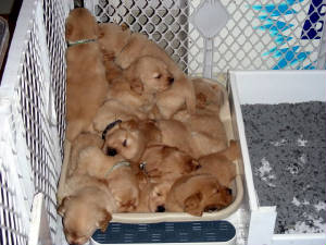 ANIMALS/PuppyPile.jpg