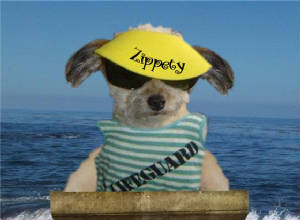 ANIMALS/ZippetyAugust.jpg