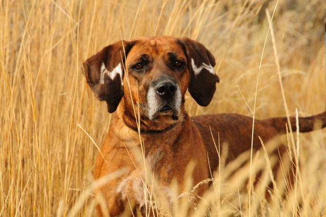 ANIMALS/BrunGinger.jpg