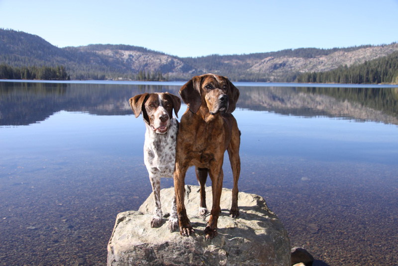 ANIMALS/BrunTuckerTrapper800.jpeg