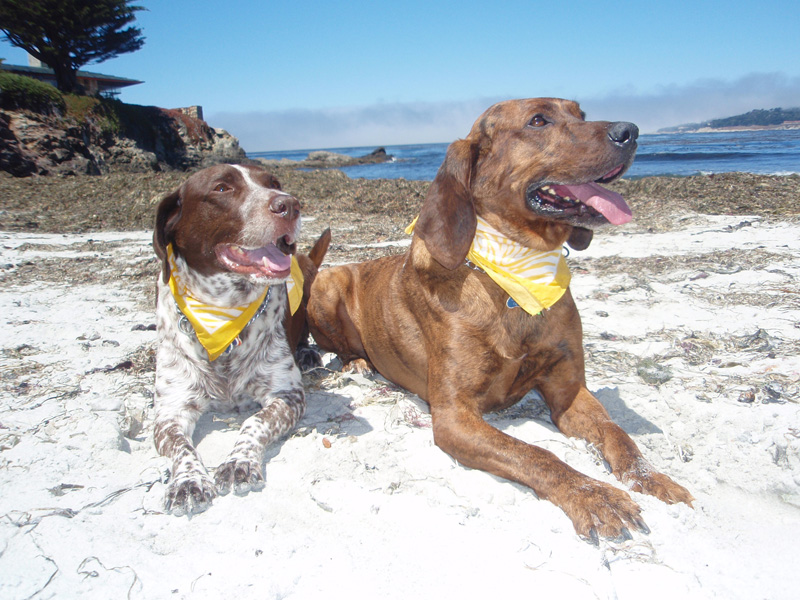ANIMALS/BrunTuckerTrapperBeach800.jpg