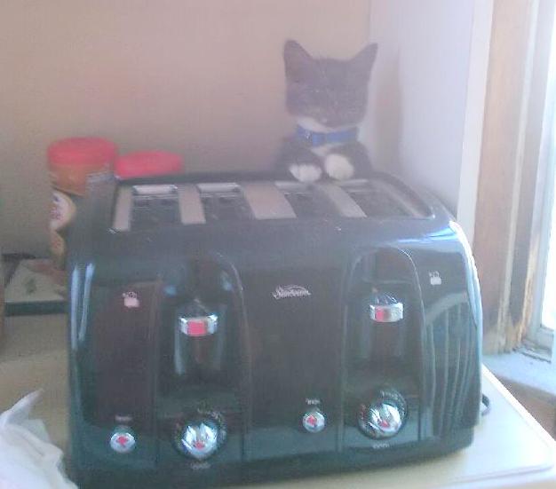 ANIMALS/Charlietoaster2.jpg
