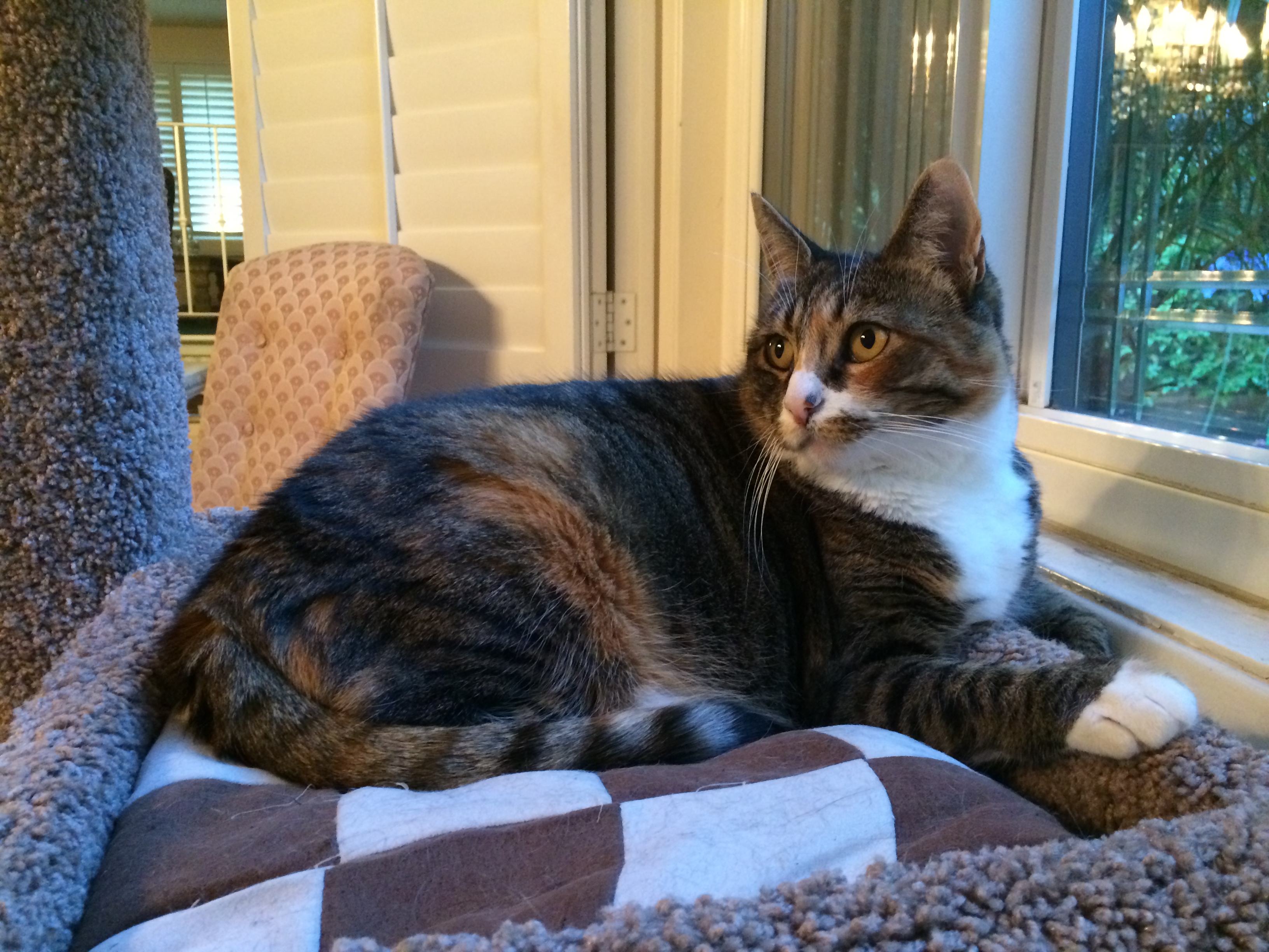 ANIMALS/pookie2.JPG