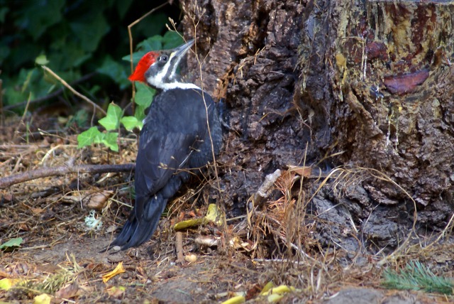 HUGHWOODPECKER.jpg