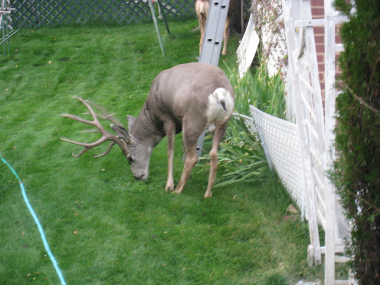 Seasonal/BillBixbyDeer750.jpg